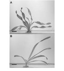 Image result for Vallisneria