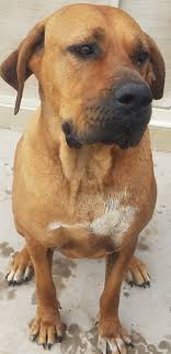 Clark county, las vegas, nv id: Dog Adoption In Las Vegas Nv 89148 Tosa Inu Dog Bailey