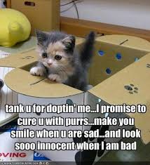 I Accept Transfer Of Ownership As Is A Feline S Right Funny Animals With Captions Cute Funny Animals Cute Animals