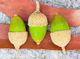 Image result for Acorn Tree Jigsaw Puzzle