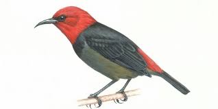 Gambar burung yang diwarnai ini bisa berupa burung yang sedang terbang, sedang hinggap di pohon, ataupun gambar burung saat ia turun mendarat. Iriana Widodo Dipakai Jadi Nama Burung Seperti Apa Rupanya