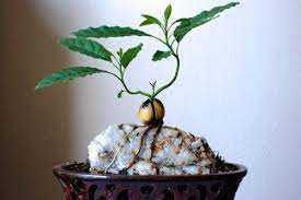 Ask for a light potting soil, like a mix for cactuses, at your garden centre. Avocado Pit Sprouted Trained Over Granite Slab Surrounded By Soil Once Roots Grew Over Rock Soil Was Taken Away A L Bonsai Garden Avocado Plant Avocado Tree