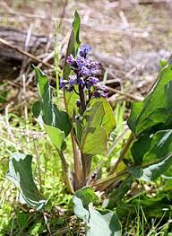 Image result for Cynoglossum coeruleum
