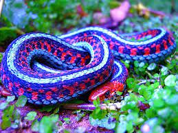 Thamnophis Sirtalis Infernalis California Red Sided Garter Snake Colorful Snakes Beautiful Snakes Snake