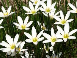 Image result for Zephyranthes candida