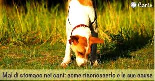 Mal Di Stomaco Nei Cani Come Riconoscerlo E Le Sue Cause