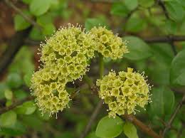 Image result for Pisonia aculeata