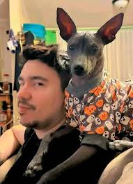 Xoloitzcuintle in Chicago