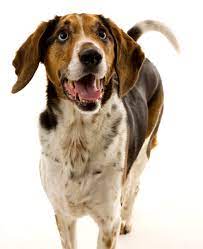 You Re Not Crazy You Re Mourning Grief From The Loss Of Your Dog Grisha Stewart
