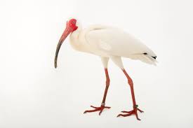 Image result for Ibis White 2017 Q1