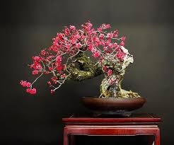 It grows in even the worst conditions. Flowering Apricot Bonsai Tree Bonsai Tree Bonsai Flower Bonsai