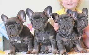 Features and shout outs available. French Bulldog Breeders French Bulldog Puppies For Sale French Puppies For Sale French Bulldogs French Bulldog Puppies For Sale