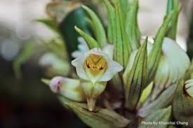 Image result for Ancistrorhynchus clandestinus