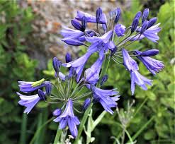 Image result for Agapanthus campanulatus