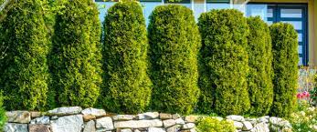 If you want a bush that is more compact and do not mind waiting a bit longer, 'emerald green' arborvitae is a better option. Best Privacy Plants Plants Trees For Privacy From Neighbors Zodega