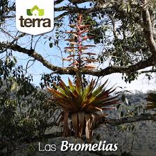 Sabiasque Algunas Bromeliaceas En Su Ambiente Natural Crecen En Los Arboles Absorbiendo La Humedad Y Los Nutrientes Del Aire A Traves De Sus Raices Y Plants