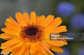Image result for Gerbera viridifolia