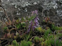 Image result for Aeollanthus repens