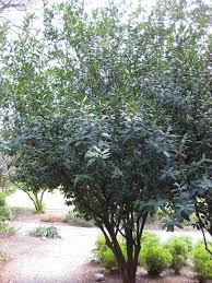 Image result for Acokanthera schimperi