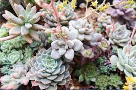 多肉植物の世話に便利なアイテム 掃除 水やりにはコレがあるといいですよ Tabiniwa