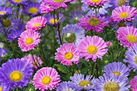 Check spelling or type a new query. Callistephus Chinensis China Aster