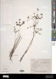 Image result for Cyperus tenuispica