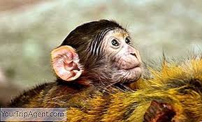 Dengan mengklik tombol printer, anda dapat mencetak seluruh tema dari ungkapan. Semua Istilah Bahasa Spanyol Yang Perlu Anda Ketahui 2021