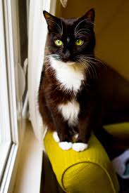 Good news for cat lovers: Pet Cancer Awareness Nelly S Story With Liver Cancer Healthyhappylife Com