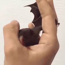 Sep 02, 2020 · send animated gifs via whatsapp on ios. Funny Animals Gifs 150 Animated Pics To Have Some Fun