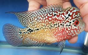 Pin On Cichlids
