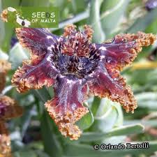 Image result for Ferraria glutinosa