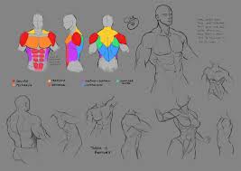 Muscle studies that i done in my figure drawing class. Morning News Update Torso Anatomy Art Human Figure Torso Anatomy Art Print By Artollo See More Ideas About Anatomy Reference Anatomy Anatomy For Artists