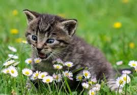 The sedating effects can also sometimes help with headaches, nausea, or toothaches. Is Catnip Really Weed For Cats Cannabis Sciences