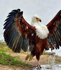 Birds That Look Like Bald Eagles Demiena On Vahsi Hayvanlar Yirtici Kuslar Hayvan