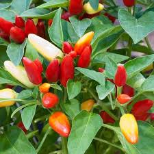 Pepper Prairie Fire Hot Edible Ornamental Pepper Capsicum Annuum Also Known As Christmas Pepper Stuffed Peppers Stuffed Hot Peppers Capsicum Annuum