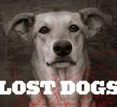 405 22nd st., s., st. Pet Pal Animal Shelter Florida Animal Shelter Animals Losing A Dog