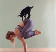 狗为什么喜欢瑜伽垫？  瑜伽美体图片
