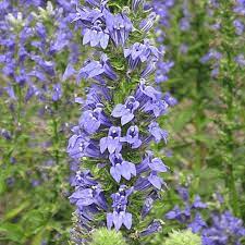 Great Blue Lobelia Lobelia Flowers Flower Care Wildflower Seeds