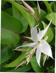 Image result for Hunteria congolana