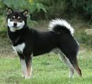 WE GOT A PUPPY | Shiba Inu Puppy (Black and Tan)