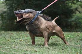 Animal Mashups Lovely Or Scary Animal Mashups Photoshopped Animals Bizarre Animals