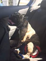 Frenchies as they are called come in a variety of. Quazi Is A French English Bulldog Mix Animal Ark All Stars Facebook