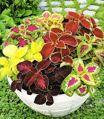 Image result for Coleus cylindraceus