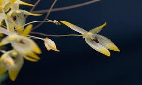 Image result for Cribbia