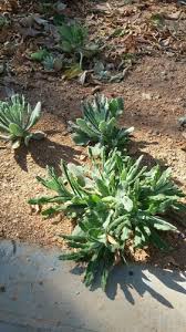 Image result for Gnaphalium polycaulon