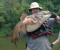 It was feared at the time the algae might contain toxins that are harmful to people and animals. Species Profile Pylodictis Olivaris