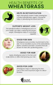 About half of all people in their fifties are at least wheatgras can help you preventing gray hair, and stop hair loss. 5 Amazing Benefits Of Wheatgrass Juice Powder How To Grow And Use Wheatgrass Benefits Of Wheatgrass Wheatgrass Benefits Wheatgrass Benefits Powder