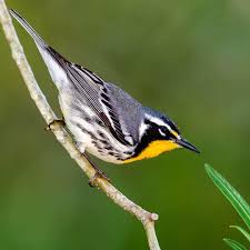 Birds With Yellow Feathers In Michigan Yellow Throated Warbler Beautiful Birds Birds Bird