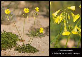 Image result for Oxalis pes-caprae