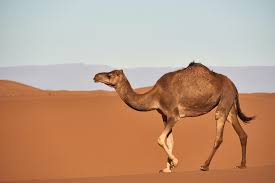 Camels can survive without water for several weeks because their stomach lining is designed to store ample amounts of water. Asknature Innovation Passive Cooling System Inspired By Camels